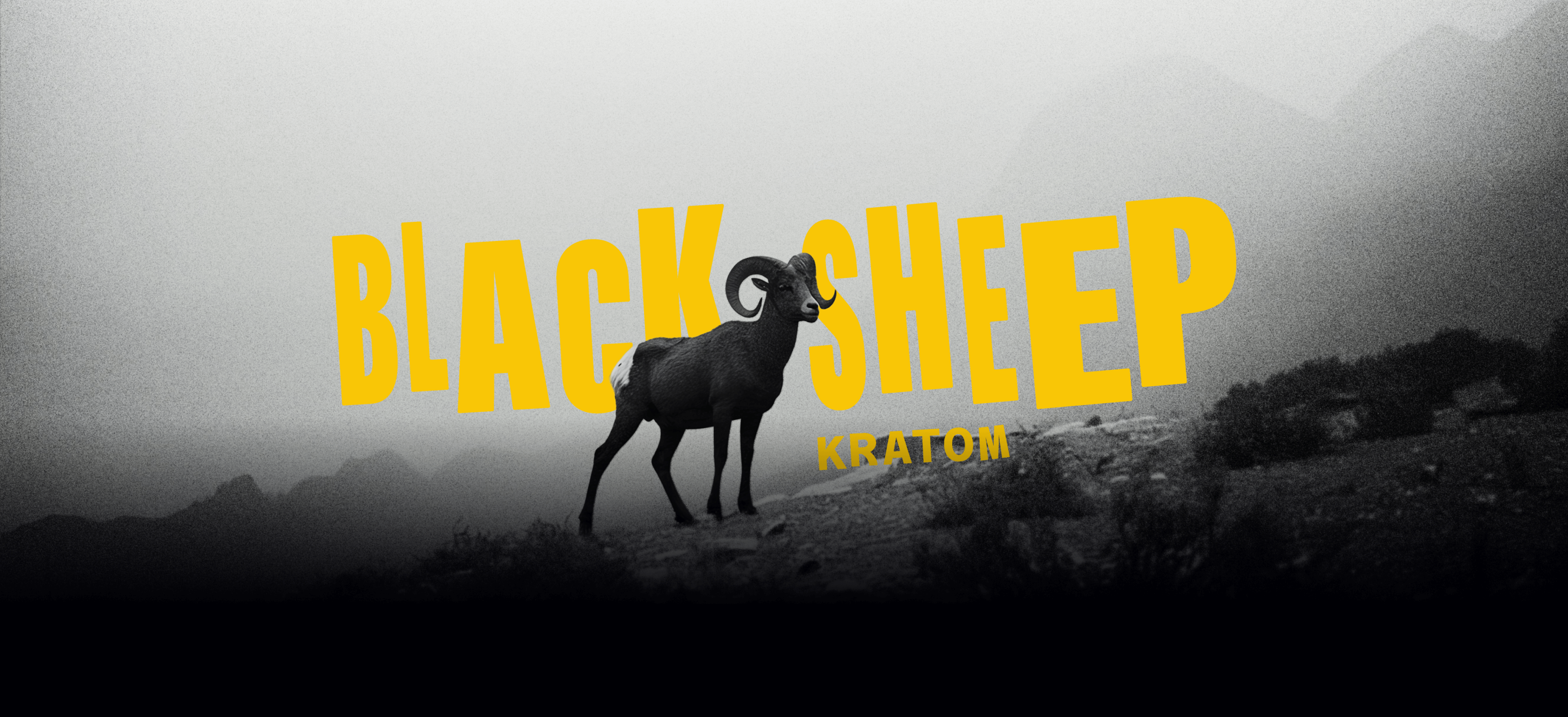Black Sheep