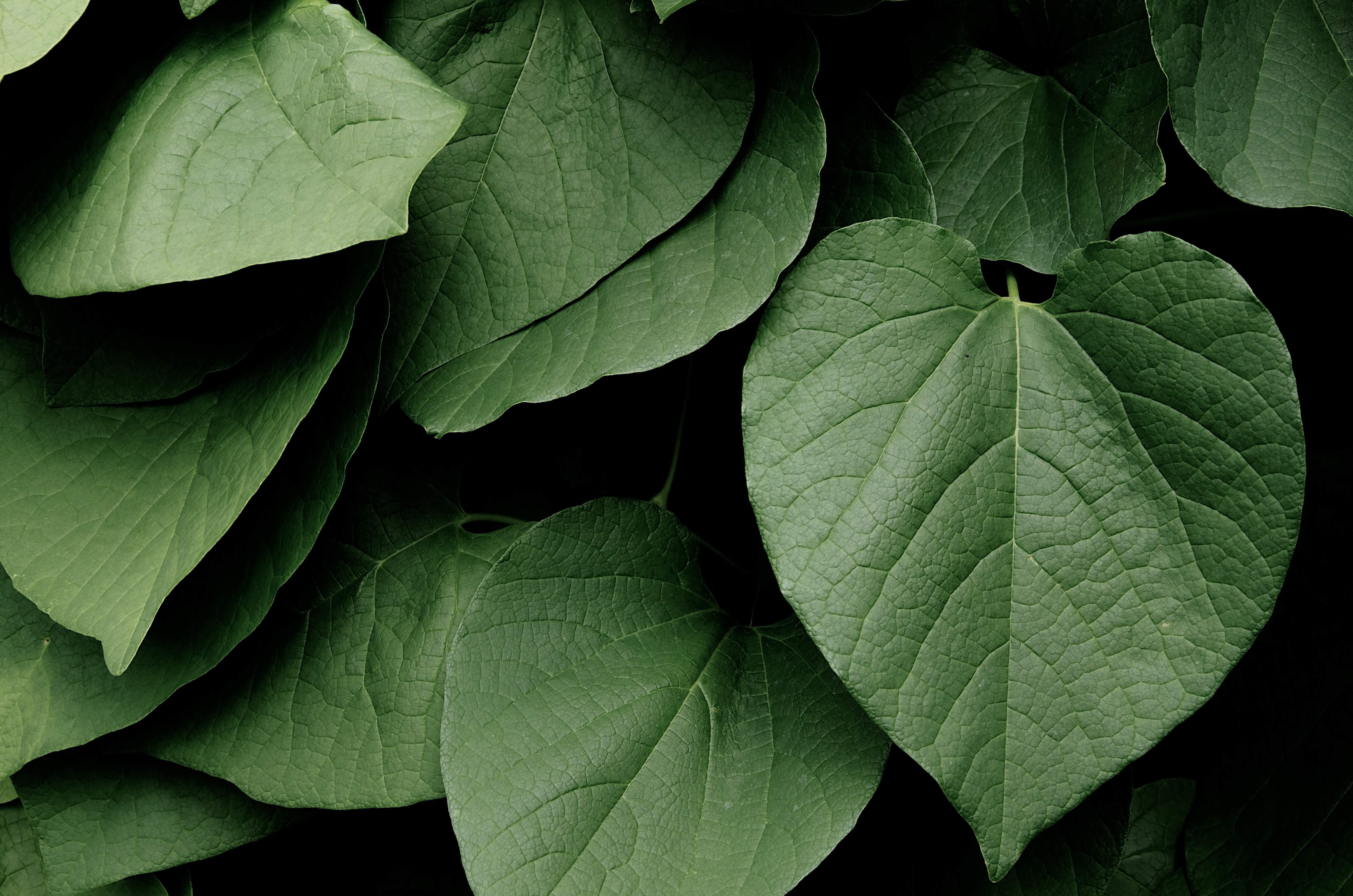 kava leaves closeup