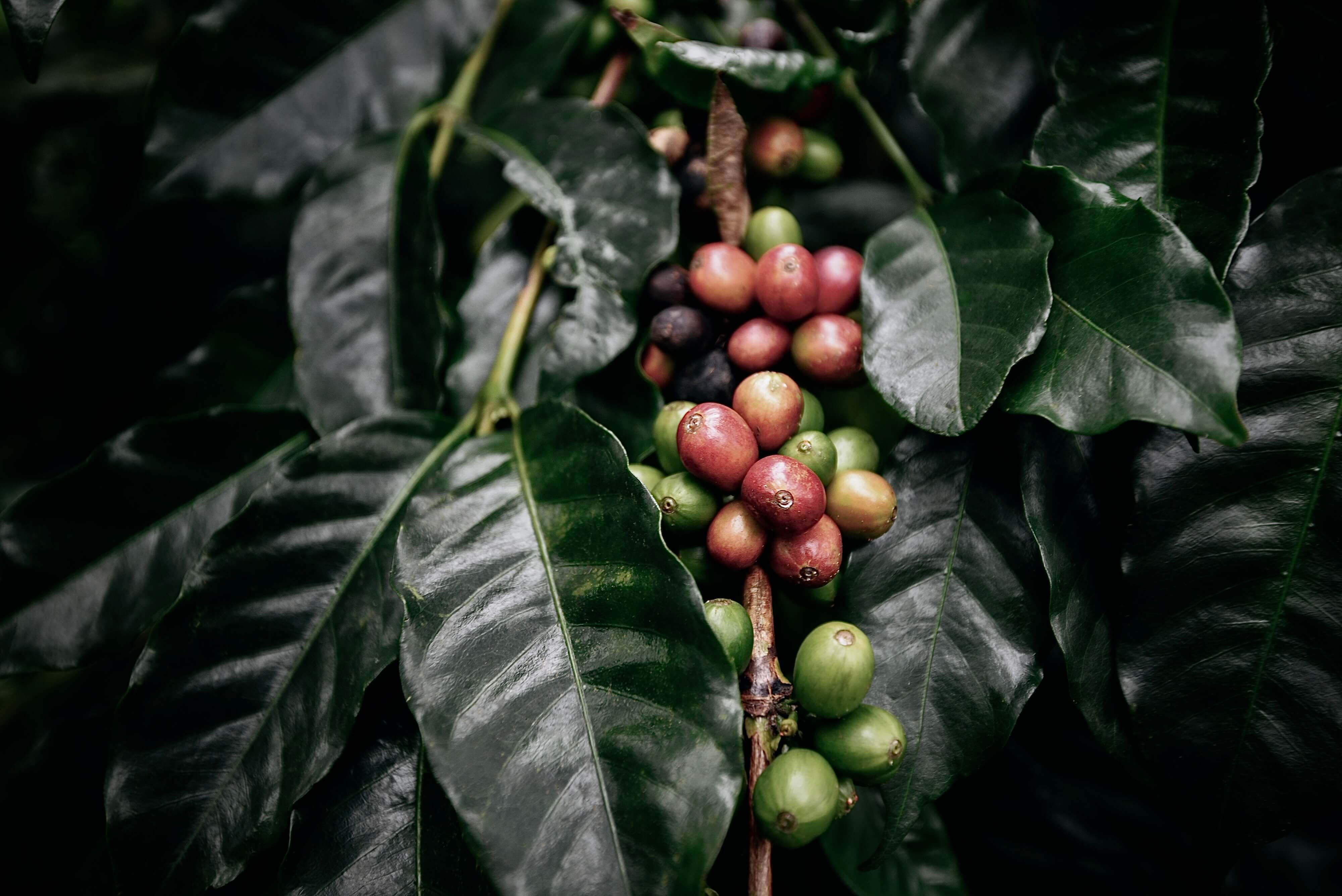 coffee plant