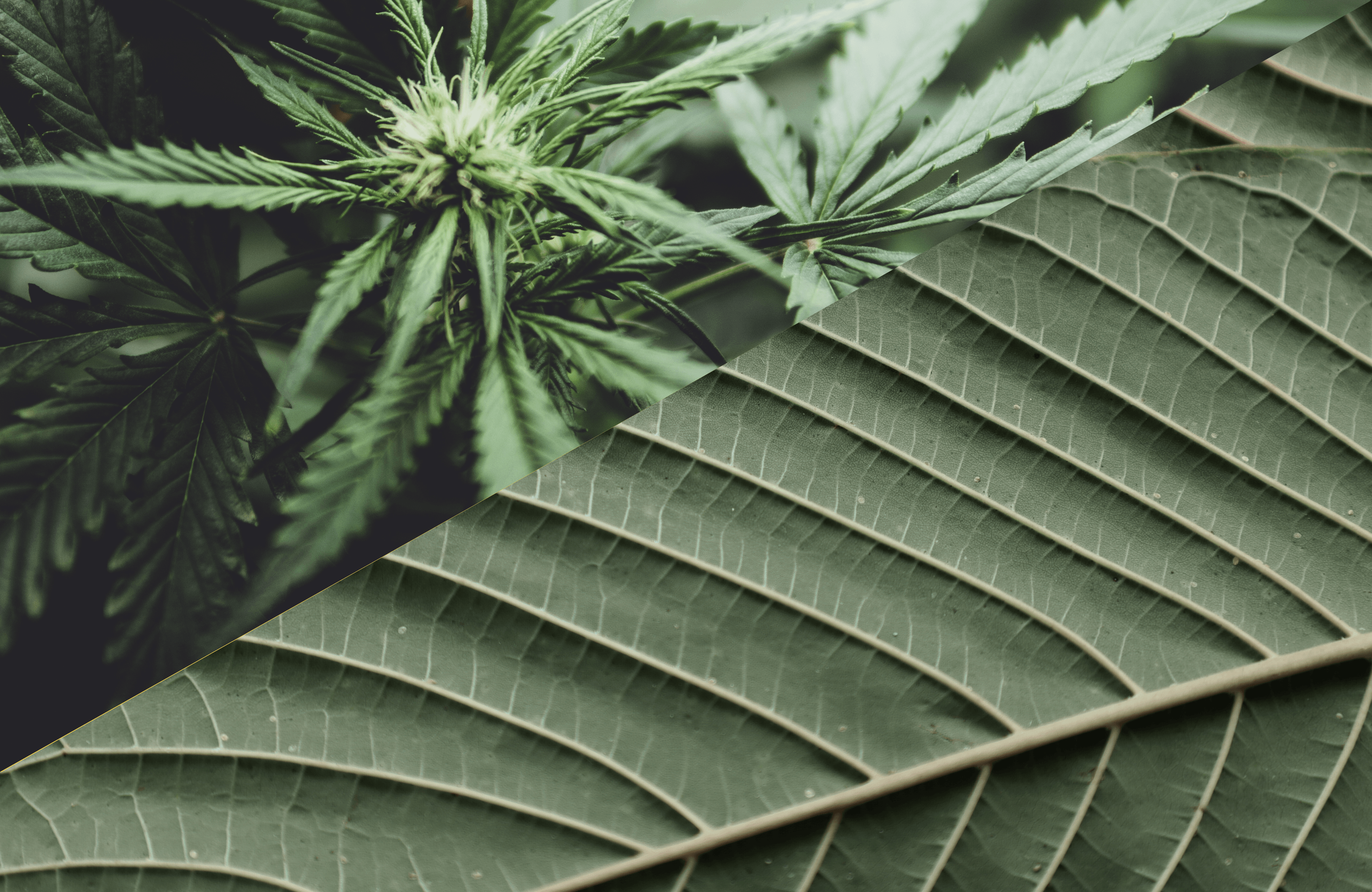 kratom and cannabis plant leaves up close