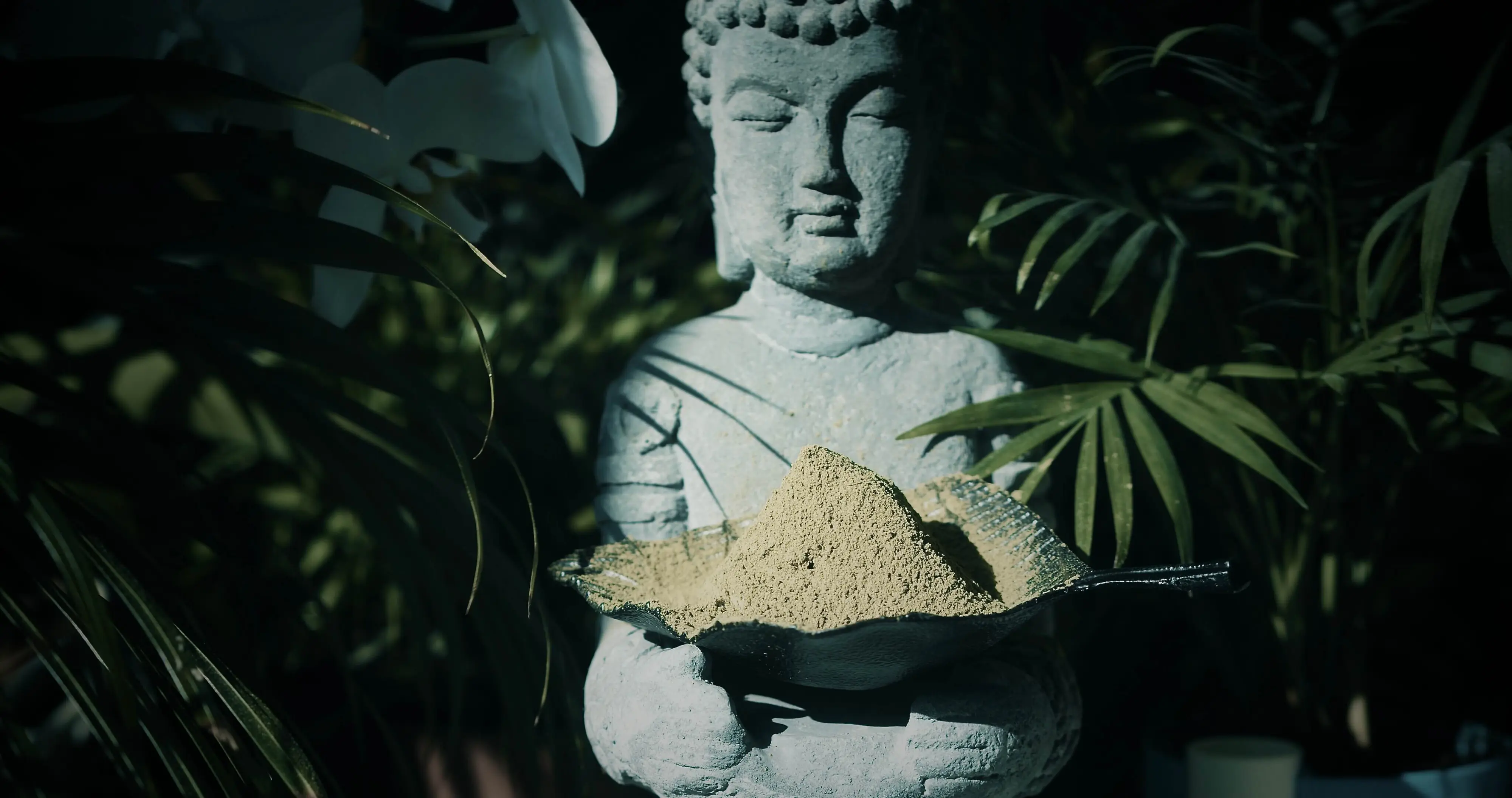 Is There Really a Difference? Kratom Strains and Veins Explained