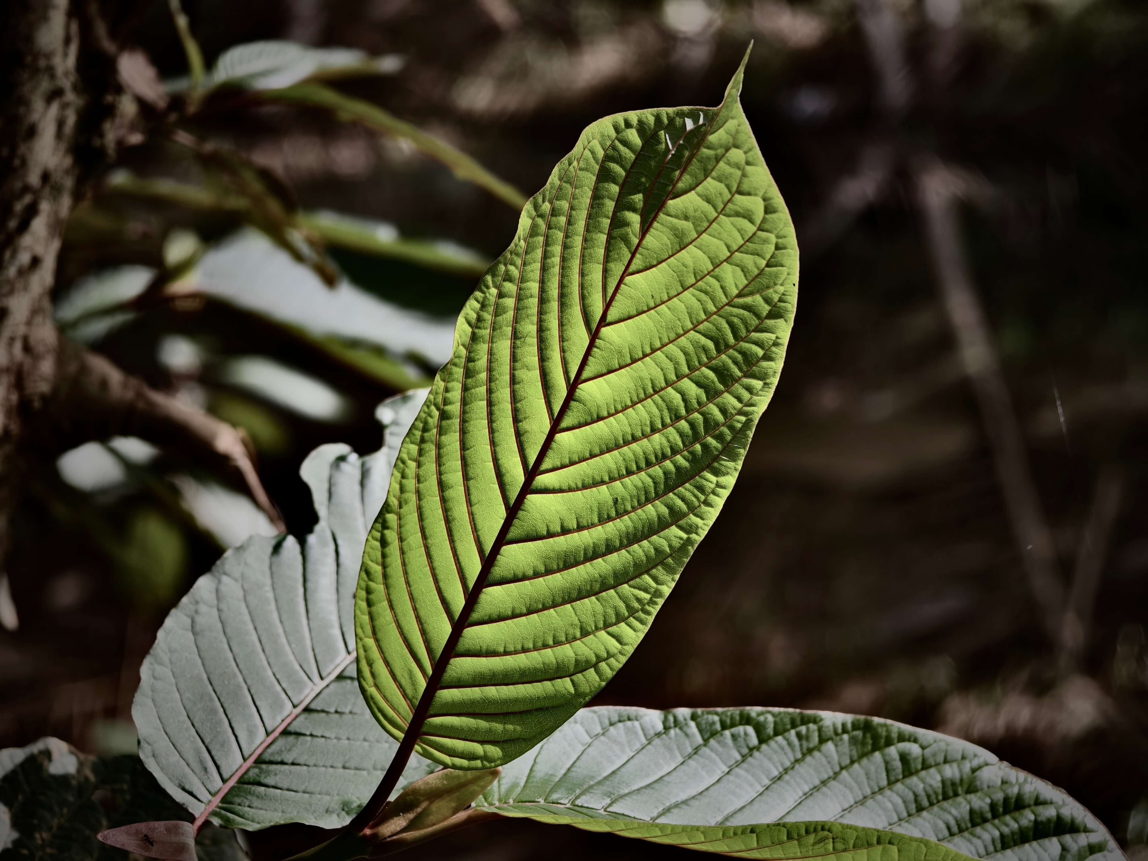 beautiful kratom leaf