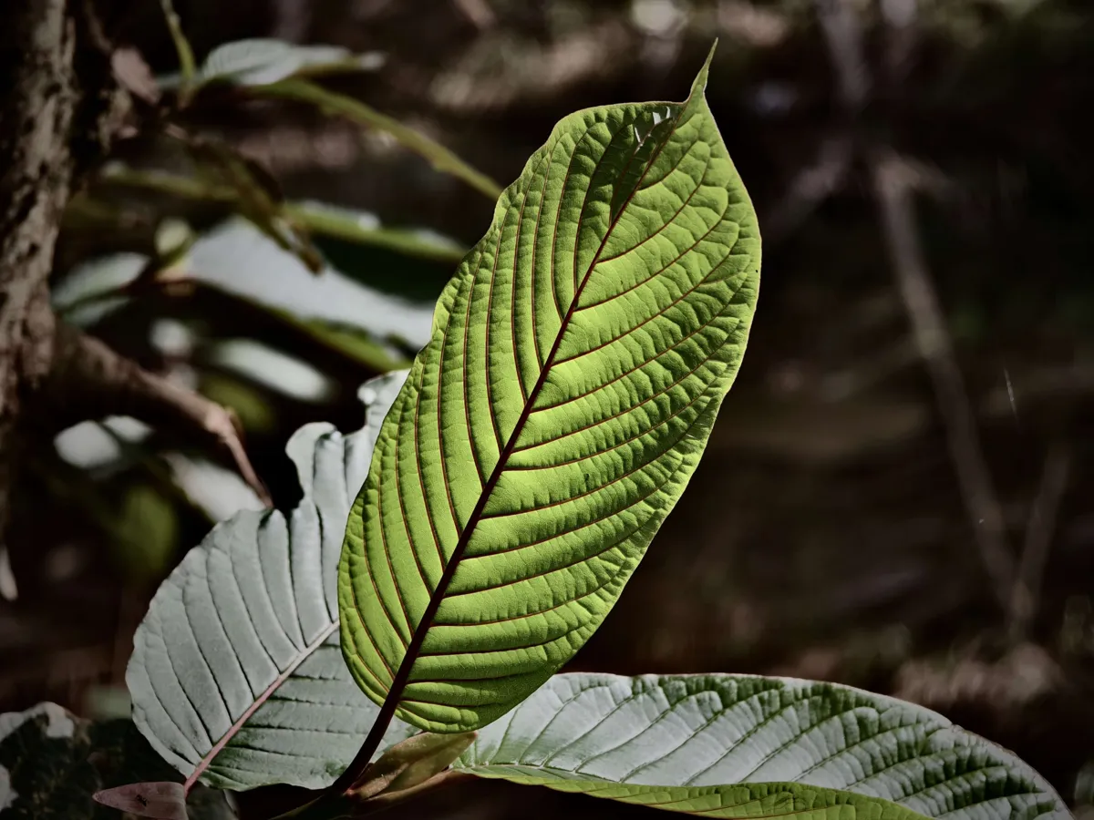 beautiful kratom leaf