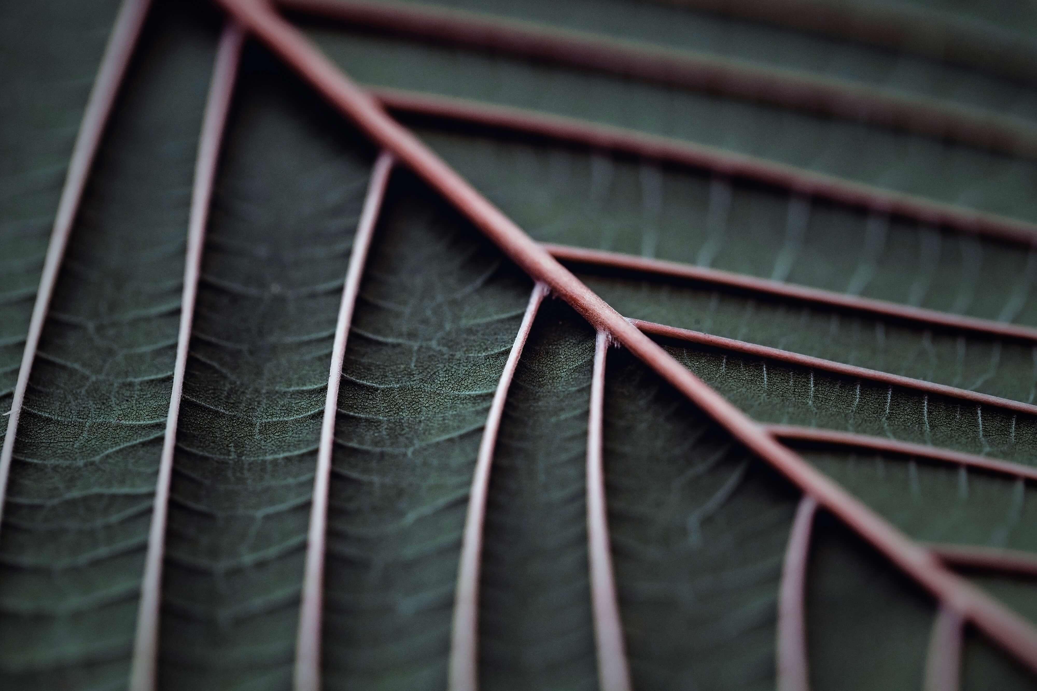 Nature green leaf background, kratom tree grows on dark plant tree kratom leaves - Mitragyna speciosa korth medicinal plants