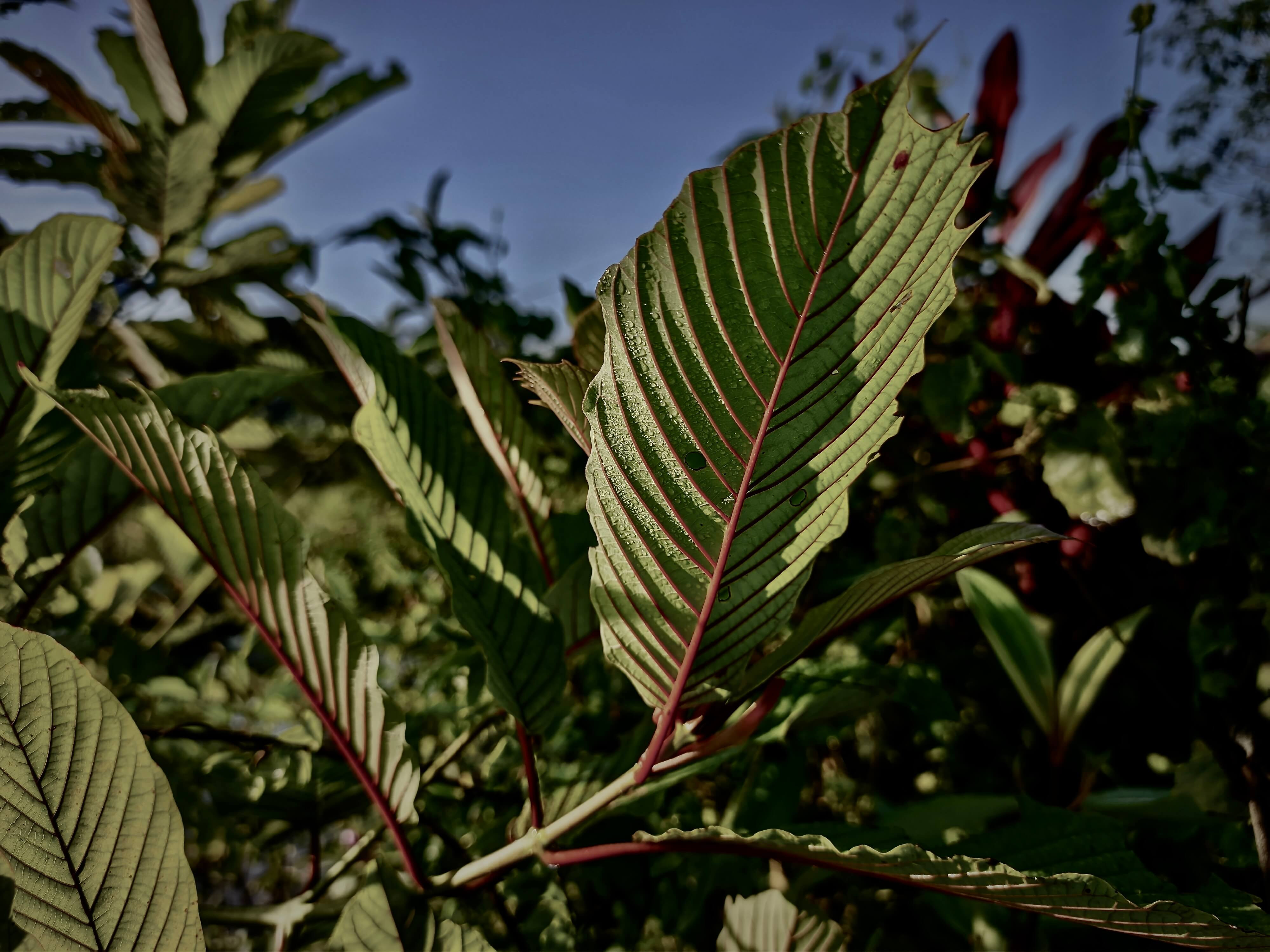 kratom leaf up close in field