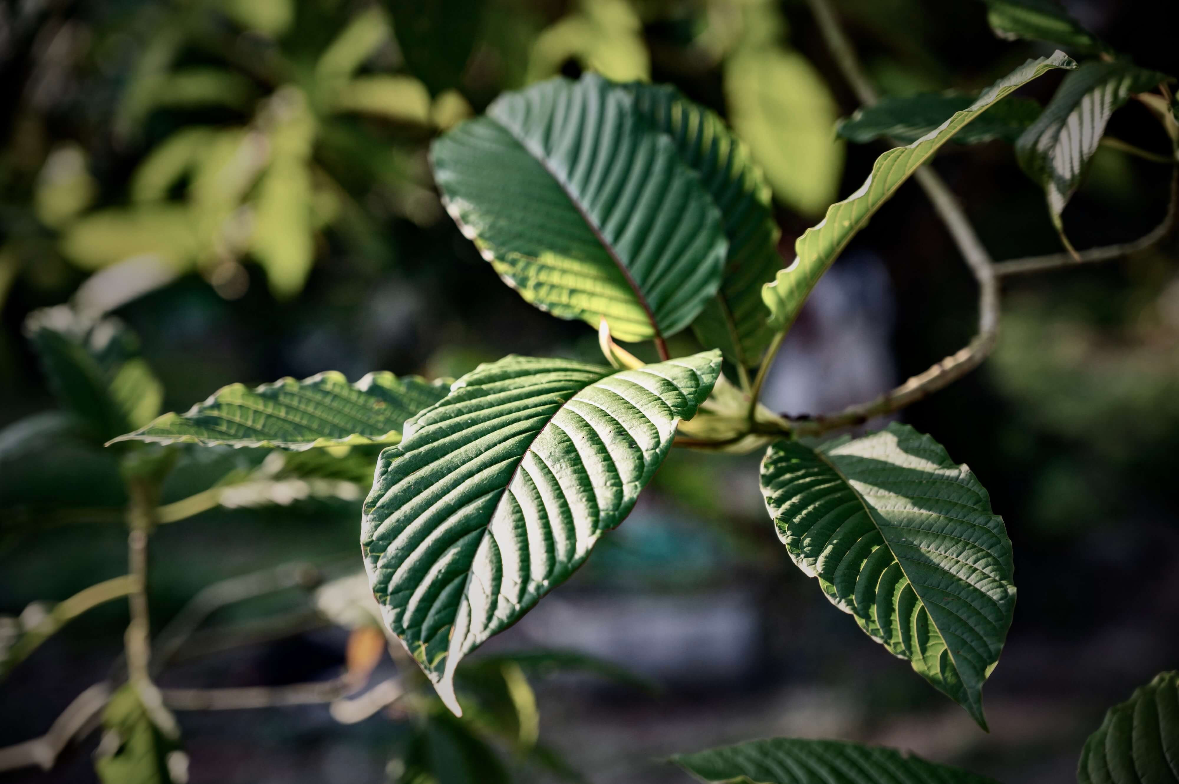 kratom plant up close with its leaves