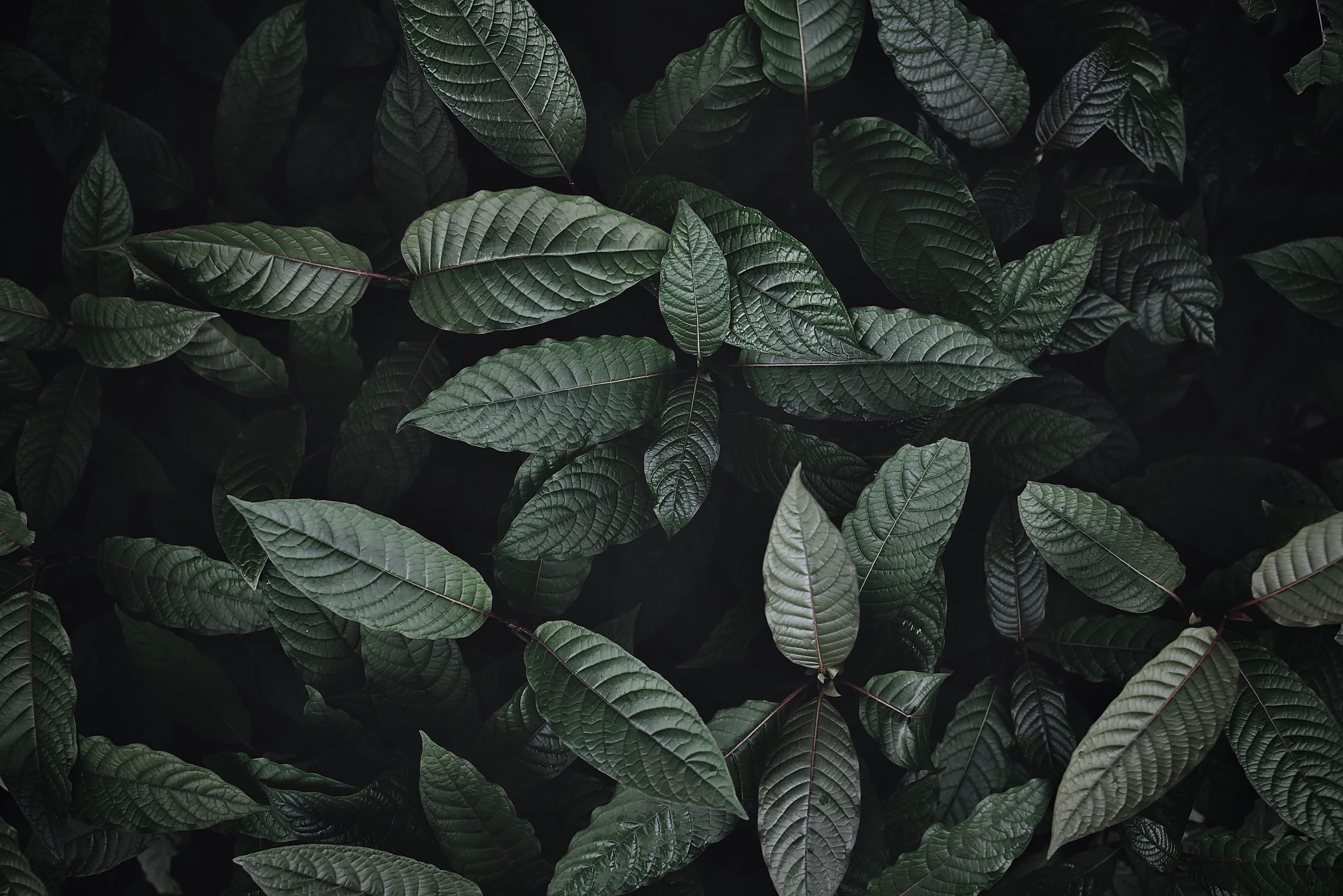 Nature green leaves background, kratom tree grows on dark plant tree kratom leaves - Mitragyna speciosa korth medicinal plants