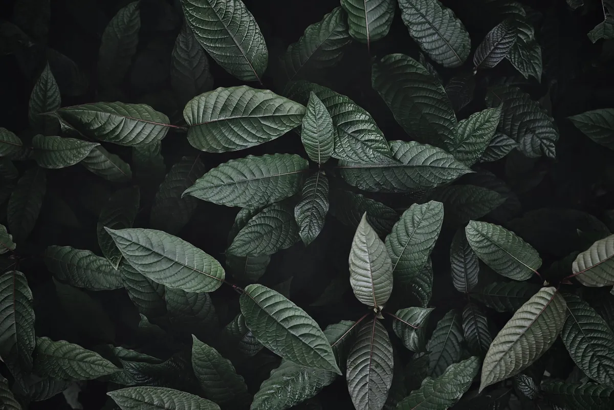 Nature green leaves background, kratom tree grows on dark plant tree kratom leaves - Mitragyna speciosa korth medicinal plants