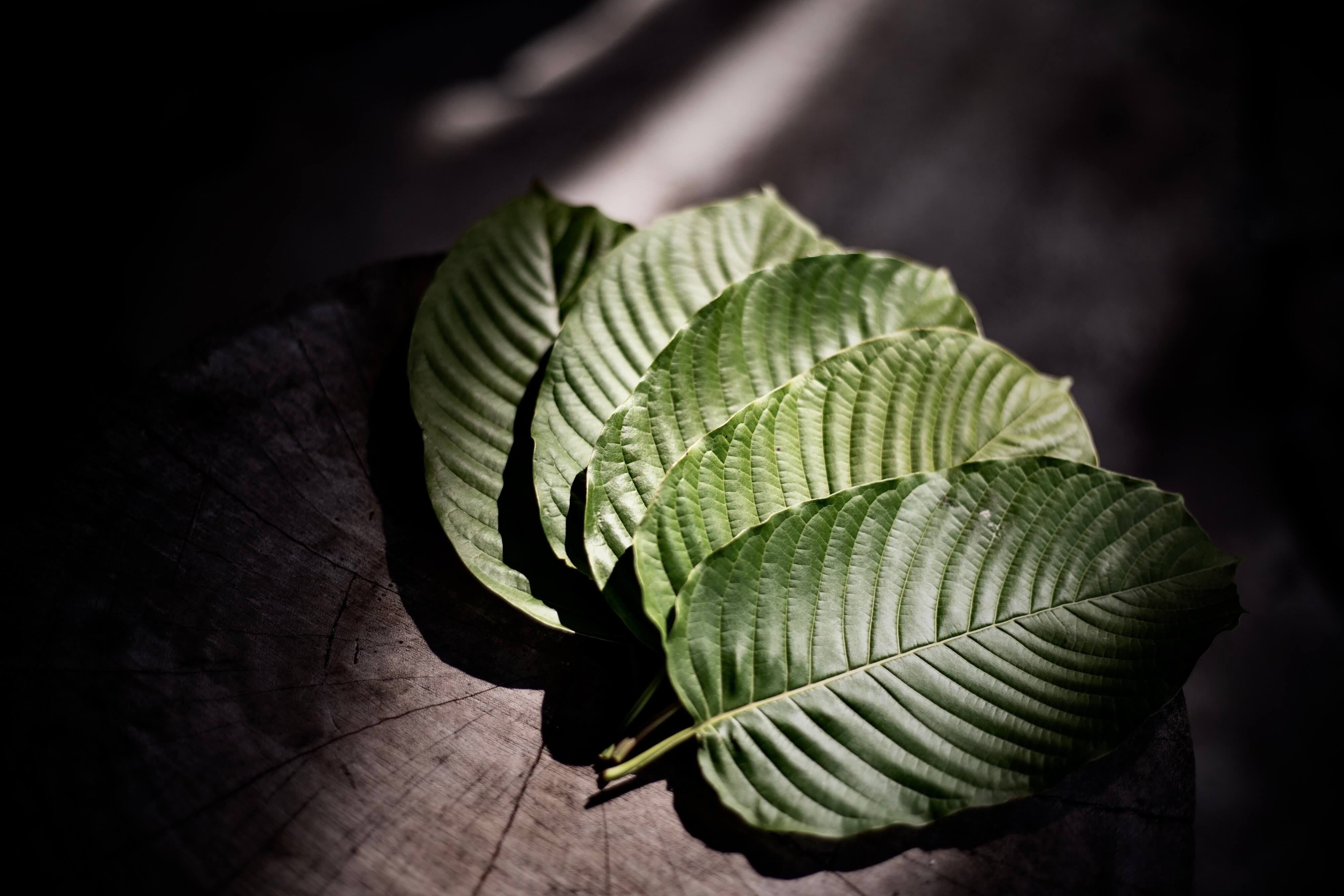Mitragyna speciosa placed on a wooden chopping board, light falls on leaves. Mitragyna speciosa is found in large numbers in southern Thailand.