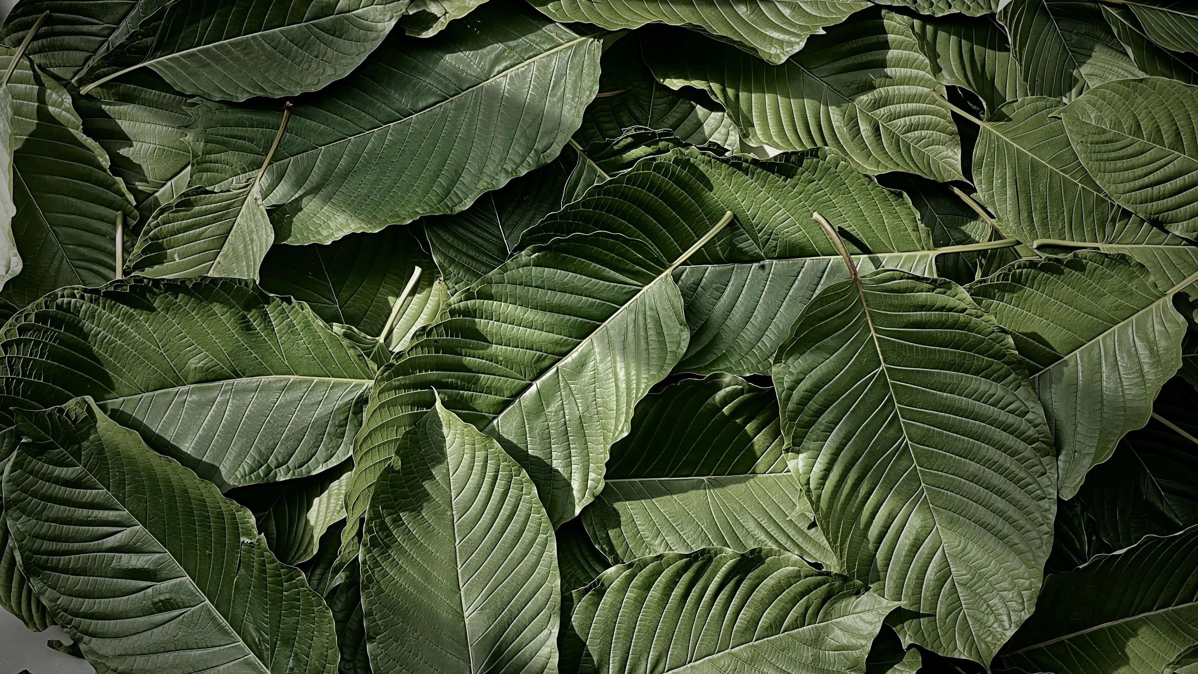 Your Essential Guide to Kratom: Origins, Uses & Safety