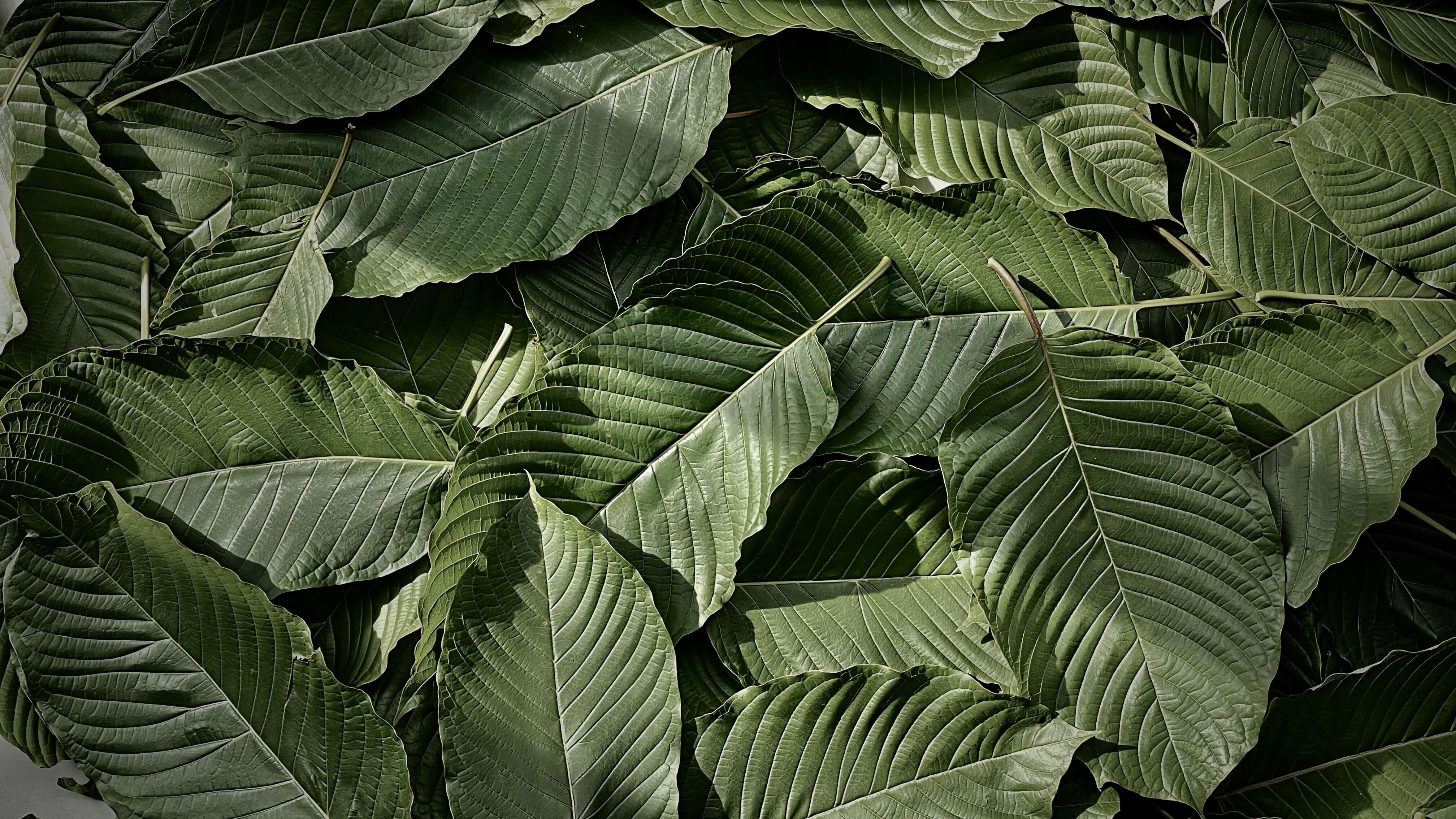 a big pile of kratom leaces