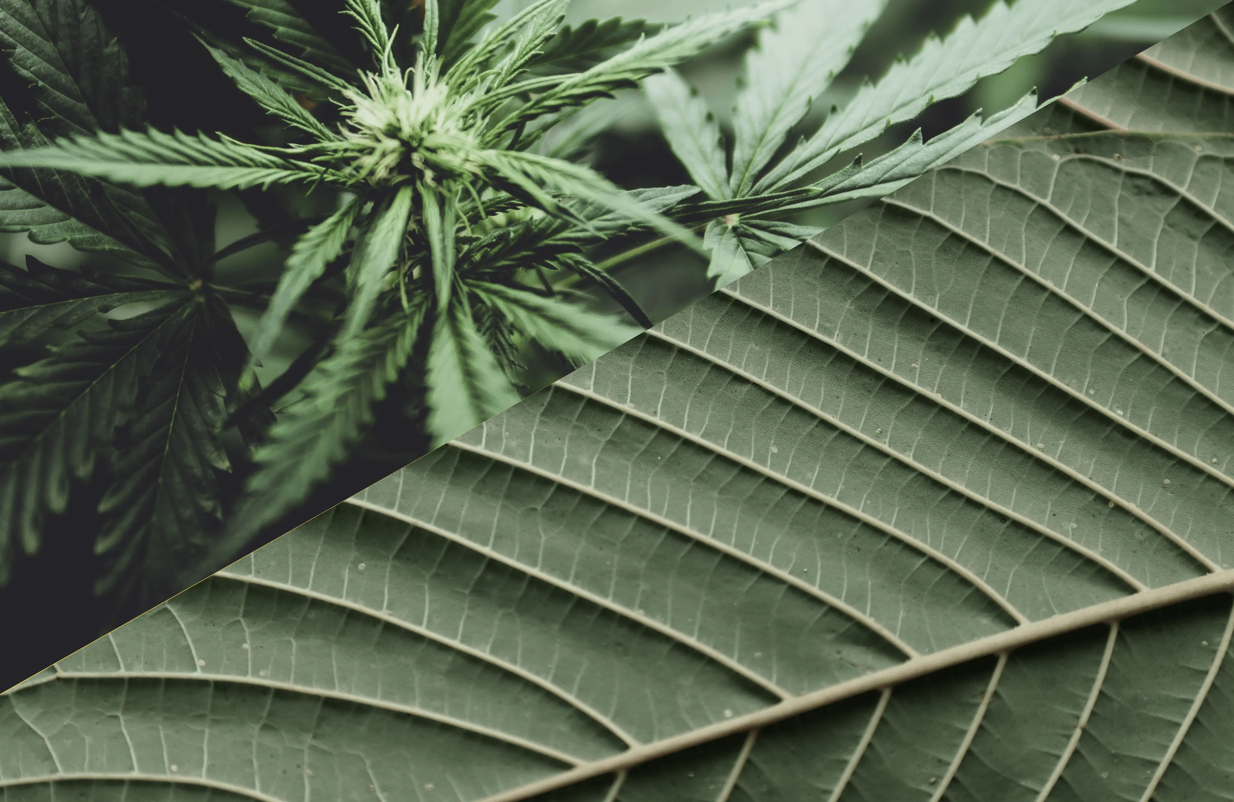Kratom vs. Cannabis: The Differences You Need to Know