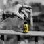 kratom shot twist off cap